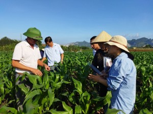 Trung tâm DVKTNN TP Hạ Long: Đồng hành cùng nông dân phát triển sản xuất