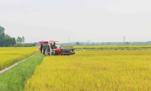 Tập trung thu hoạch lúa vụ chiêm xuân